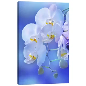 تابلو بوم کنواس طرح White orchid on blue کد 857168 ارکیده سفید روی زمینه آبی