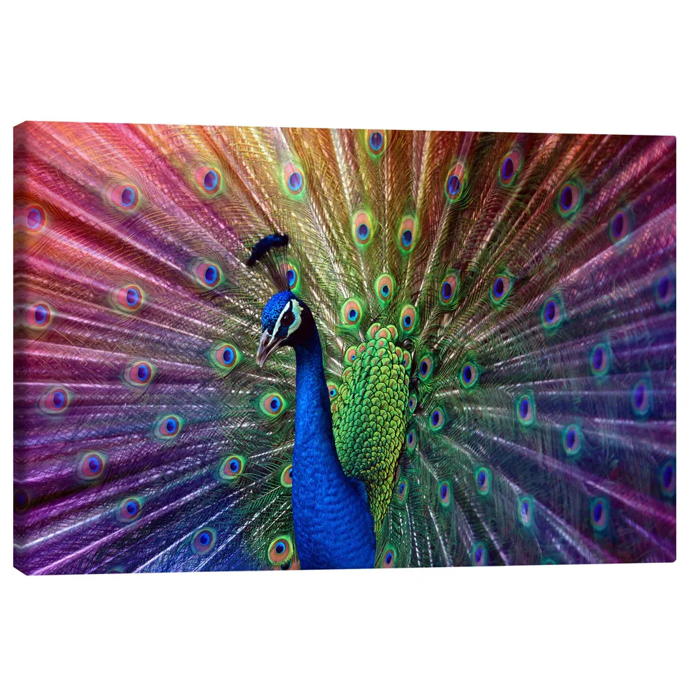 144954_canvas تابلو بوم کنواس طرح Violet peacock کد 376183 طاووس بنفش