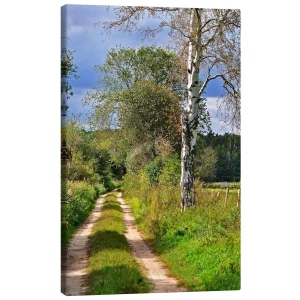 تابلو بوم کنواس طرح Forest path with Birch کد 945964 مسیر جنگلی با درخت توس