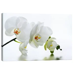 تابلو بوم کنواس طرح Orchid with Reflection IV کد 360735 ارکیده با بازتاب IV