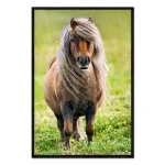 تابلو قاب دار طرح Shetland Pony کد 141672 پونی شتلند