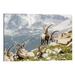 تابلو شاسی طرح Alpine Ibex کد 185965 ایبکس آلپاین