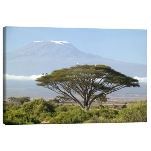 تابلو بوم کنواس طرح Big tree in front of the Kilimanjaro کد 109767 درخت بزرگ روبروی کلیمانجارو