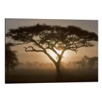 تابلو شاسی طرح Acacia tree at sunrise کد 172132 درخت اقاقیا در طلوع آفتاب