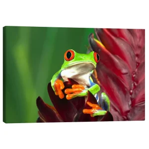 تابلو بوم کنواس طرح Red-eyed tree frog on leaf کد 320281 قورباغه درختی چشم قرمز روی برگ
