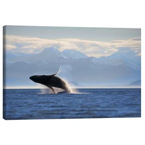 تابلو بوم کنواس طرح Humpback whale jumps out of water کد 872343 نهنگ گوژپشت از آب بیرون می‌پرد