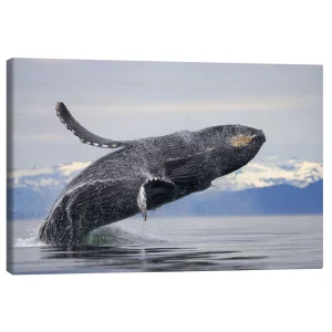 تابلو بوم کنواس طرح Humpback whale in Frederick Sound کد 448321 نهنگ گوژپشت در تنگه فردریک