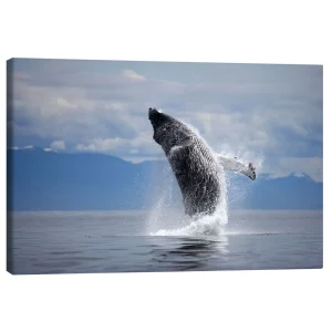 تابلو بوم کنواس طرح Humpback whale in the jump کد 920391 نهنگ گوژپشت در حال پرش