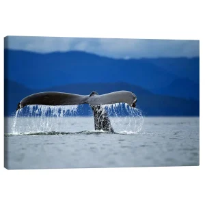 تابلو بوم کنواس طرح Fin of a humpback whale کد 531712 باله نهنگ گوژپشت