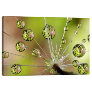 تابلو بوم کنواس طرح Drops of water on dandelion کد 140605 قطرات آب روی گل قاصدک