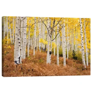 تابلو بوم کنواس طرح Aspen forest and ferns in autumn کد 333238 جنگل آسپن و سرخس‌ها در پاییز