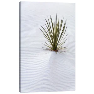 تابلو بوم کنواس طرح Yucca on Sand Dune کد 333752 یوکا روی تپه شنی
