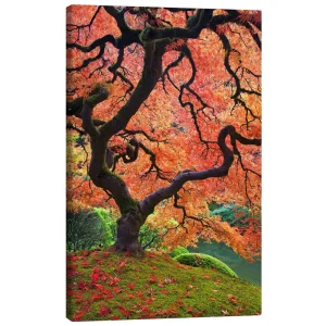 تابلو بوم کنواس طرح Japanese maple in autumn کد 302511 افرای ژاپنی در پاییز