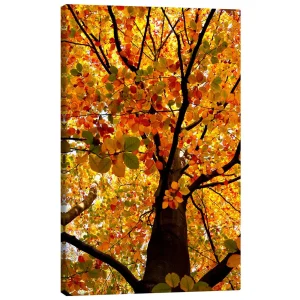 تابلو بوم کنواس طرح Autumn Tree کد 410016 درخت پاییزی