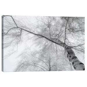 تابلو بوم کنواس طرح Birch in the fog کد 797229 توس در مه