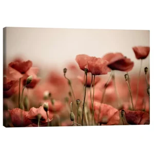 تابلو بوم کنواس طرح Poppies IV کد 786508 خشخاش‌ها ۴