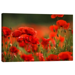 تابلو بوم کنواس طرح A Red Poppy Meadow کد 437902 یک چمنزار خشخاش قرمز