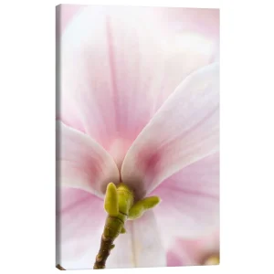 تابلو بوم کنواس طرح Magnolia III کد 958179 ماگنولیا ۳