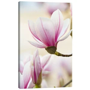 تابلو بوم کنواس طرح Magnolia II کد 887625 ماگنولیا ۲