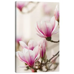 تابلو بوم کنواس طرح Magnolia I کد 346277 ماگنولیا ۱