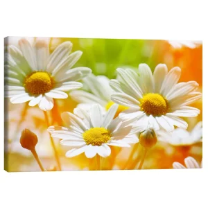 تابلو بوم کنواس طرح Daisies in the Sunlight کد 534572 گل‌های مروارید در نور خورشید