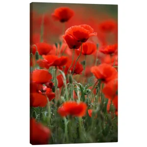 تابلو بوم کنواس طرح Poppy Meadow کد 760356 علفزار خشخاش