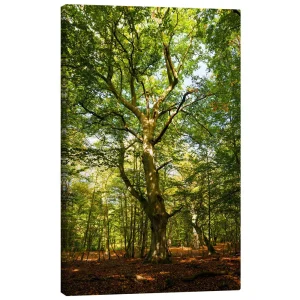 تابلو بوم کنواس طرح Fabulous autumn lights کد 355836 نورهای پاییزی شگفت‌انگیز