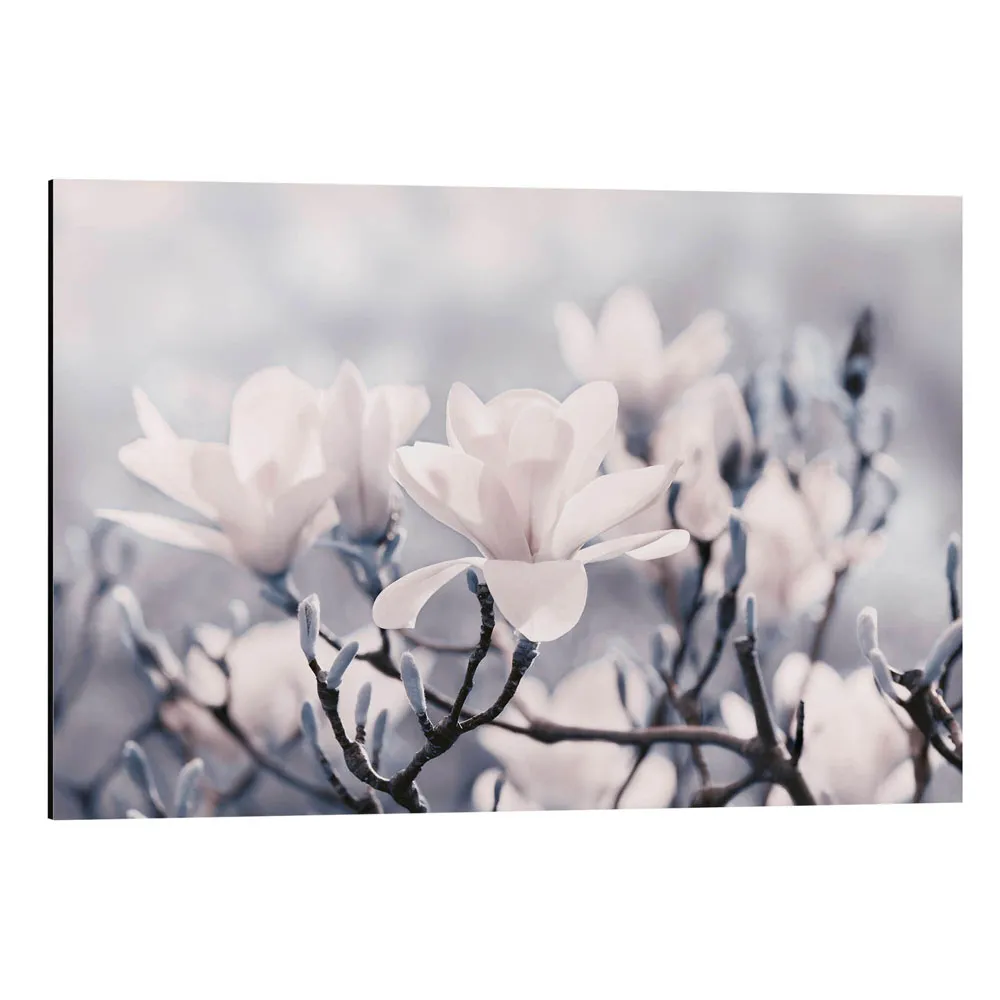 297896_aluminium-print تابلو شاسی طرح Magnolia Blossoms V کد 907451 شکوفههای ماگنولیا V