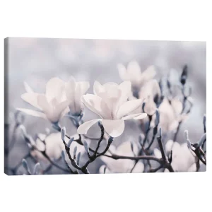 تابلو بوم کنواس طرح Magnolia Blossoms V کد 907451 شکوفه‌های ماگنولیا V