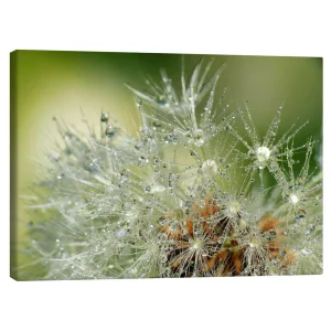 تابلو بوم کنواس طرح Dandelion کد 751051 قاصدک