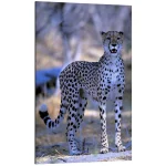 تابلو شاسی طرح Attentive cheetah کد 757711 یوزپلنگ هوشیار