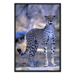 تابلو قاب دار طرح Attentive cheetah کد 757711 یوزپلنگ هوشیار