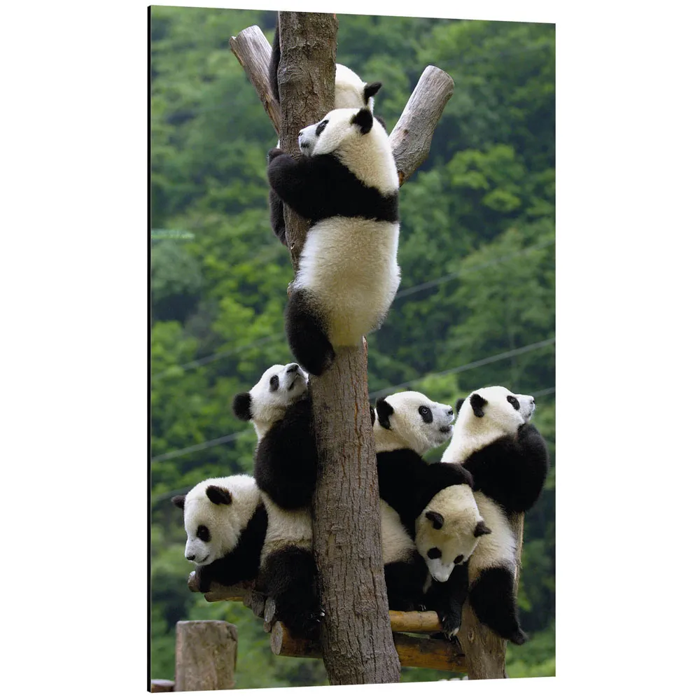 321537_aluminium-print تابلو شاسی طرح Panda babies on the climbing tree کد 831059 بچه پانداها روی درخت در حال بالا رفتن