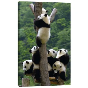 تابلو بوم کنواس طرح Panda babies on the climbing tree کد 831059 بچه پانداها روی درخت در حال بالا رفتن