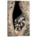 تابلو بوم کنواس طرح Baby raccoons in the tree cave کد 260422 بچه راکون‌ها در غار درختی