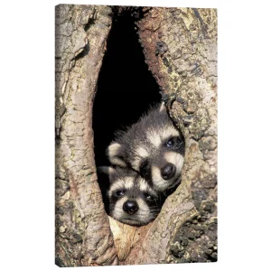 تابلو بوم کنواس طرح Baby raccoons in the tree cave کد 260422 بچه راکون‌ها در غار درختی