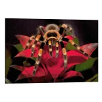 تابلو شاسی طرح Red-knee tarantula کد 947458 رتیل زانو قرمز