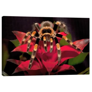 تابلو بوم کنواس طرح Red-knee tarantula کد 947458 رتیل زانو قرمز