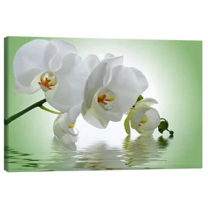 تابلو بوم کنواس طرح Orchid with Reflection I کد 697530 ارکیده با انعکاس ۱