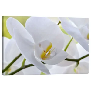 تابلو بوم کنواس طرح Beautiful white orchid کد 611233 ارکیده سفید زیبا