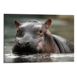 تابلو شاسی طرح Hippopotamus کد 641722 هیپوپوتاموس