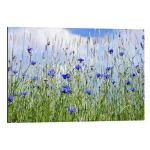 تابلو شاسی طرح Cornflowers کد 185131 گل‌های ذرت