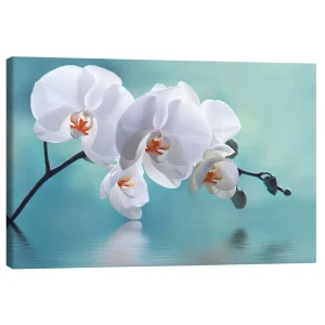 تابلو بوم کنواس طرح Orchid with Reflection II کد 738448 ارکیده با انعکاس II