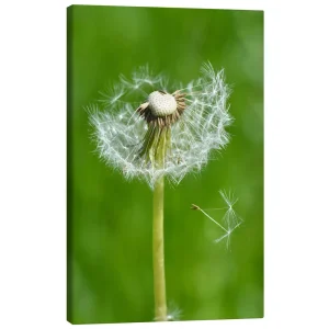 تابلو بوم کنواس طرح Dandelion Green کد 928381 سبز قاصدک