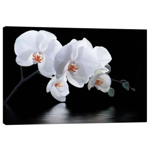 تابلو بوم کنواس طرح Orchid with Reflection III کد 995916 ارکیده با بازتاب III