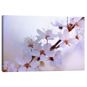تابلو بوم کنواس طرح cherry blossoms کد 580292 شکوفه‌های گیلاس