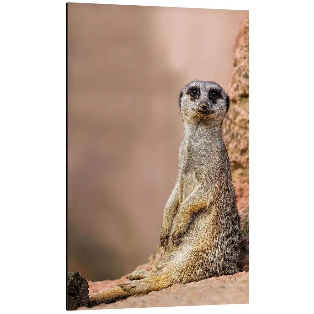 404254_aluminium-print تابلو شاسی طرح What are you looking at کد 490748 به چی نگاه میکنی؟