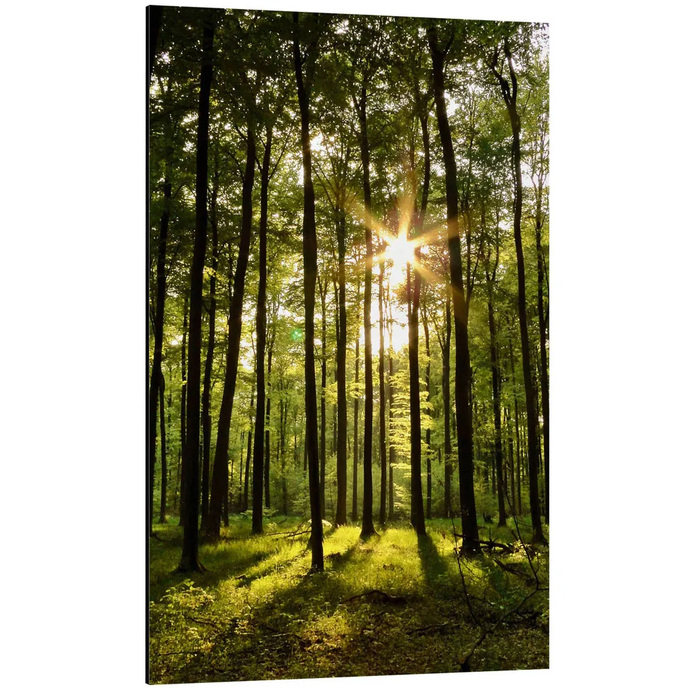 404442_aluminium-print تابلو شاسی طرح Forest in Sunset کد 802559 جنگل در غروب آفتاب