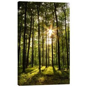 تابلو بوم کنواس طرح Forest in Sunset کد 802559 جنگل در غروب آفتاب